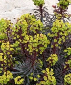 Euphorbia Miners Merlot Live Plant - Wood Spurge Perennial Starter, 1-3" Tall - Image 2