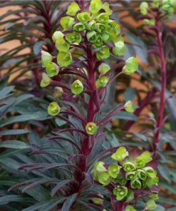 Euphorbia Miners Merlot Live Plant - Wood Spurge Perennial Starter, 1-3