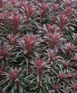 Euphorbia Miners Merlot Live Plant - Wood Spurge Perennial Starter, 1-3