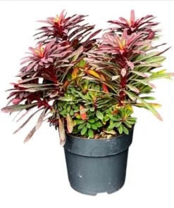 Euphorbia Miners Merlot Live Plant - Wood Spurge Perennial Starter, 1-3