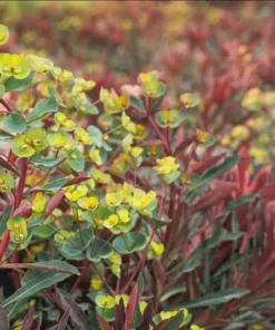 Euphorbia Miners Merlot Live Plant - Wood Spurge Perennial Starter, 1-3