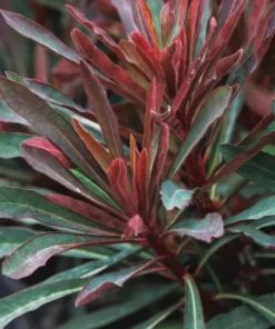 Euphorbia Miners Merlot Live Plant - Wood Spurge Perennial Starter, 1-3