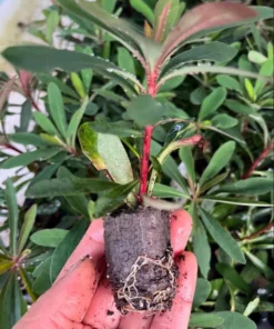 Euphorbia Miners Merlot Live Plant - Wood Spurge Perennial Starter, 1-3