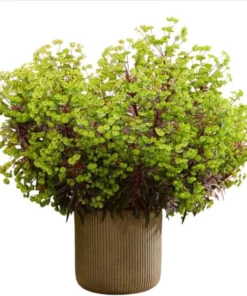 Euphorbia Miners Merlot Live Plant - Wood Spurge Perennial Starter, 1-3" Tall - Image 1