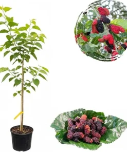 Everbearing Black Mulberry Tree Live Plant – 2-3 ft Tall Fruit Bush in 3 Gallon Pot - Image 6