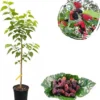 Everbearing Black Mulberry Tree Live Plant – 2-3 ft Tall Fruit Bush in 3 Gallon Pot - Image 1