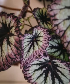 Fire Woman Begonia Plants - Live Rex Begonias, Bush Angel Wing, 2 Pack, 5-7 Inch Tall, Indoor/Outdoor - Image 2