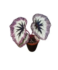 Fire Woman Begonia Plants - Live Rex Begonias, Bush Angel Wing, 2 Pack, 5-7 Inch Tall, Indoor/Outdoor - Image 4