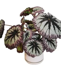 Fire Woman Begonia Plants - Live Rex Begonias, Bush Angel Wing, 2 Pack, 5-7 Inch Tall, Indoor/Outdoor - Image 5