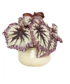 Fire Woman Begonia Plants - Live Rex Begonias, Bush Angel Wing, 2 Pack, 5-7 Inch Tall, Indoor/Outdoor - Image 6