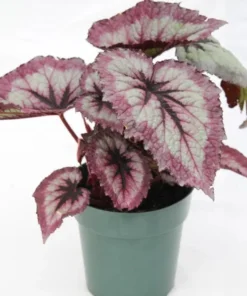 Fire Woman Begonia Plants - Live Rex Begonias, Bush Angel Wing, 2 Pack, 5-7 Inch Tall, Indoor/Outdoor - Image 7