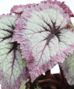 Fire Woman Begonia Plants - Live Rex Begonias, Bush Angel Wing, 2 Pack, 5-7 Inch Tall, Indoor/Outdoor - Image 8