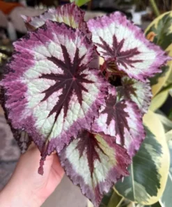 Fire Woman Begonia Plants - Live Rex Begonias, Bush Angel Wing, 2 Pack, 5-7 Inch Tall, Indoor/Outdoor - Image 9