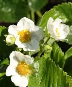 Fort Laramie Strawberry Bare Roots - Everbearing Sweet Strawberry Plant, 10 Pack, 4-8 Inch Tall - Image 6