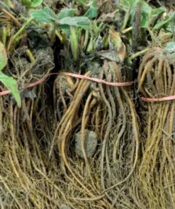 Fort Laramie Strawberry Bare Roots - Everbearing Sweet Strawberry Plant, 10 Pack, 4-8 Inch Tall - Image 8