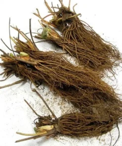 Fort Laramie Strawberry Bare Roots - Everbearing Sweet Strawberry Plant, 10 Pack, 4-8 Inch Tall - Image 9