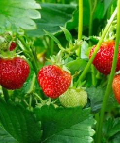 Fort Laramie Strawberry Bare Roots - Everbearing Sweet Strawberry Plant, 10 Pack, 4-8 Inch Tall - Image 1
