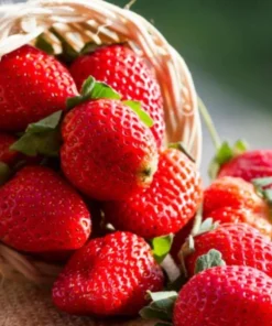 Fort Laramie Strawberry Bare Roots - Pack of 5 Sweet Everbearing Plants, 4-8 Inch Tall - Image 1