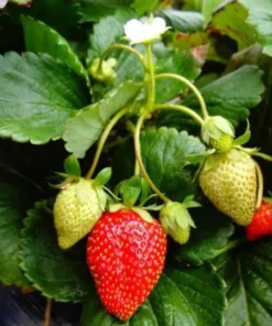 Fort Laramie Strawberry Bare Roots - Pack of 5 Sweet Everbearing Plants, 4-8 Inch Tall - Image 3