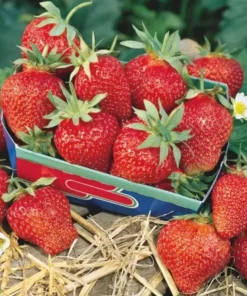 Fort Laramie Strawberry Bare Roots - Pack of 5 Sweet Everbearing Plants, 4-8 Inch Tall - Image 4