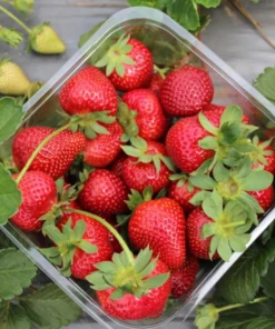 Fort Laramie Strawberry Bare Roots - Pack of 5 Sweet Everbearing Plants, 4-8 Inch Tall - Image 6