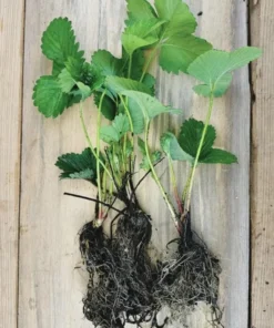 Fort Laramie Strawberry Bare Roots - Pack of 5 Sweet Everbearing Plants, 4-8 Inch Tall - Image 7