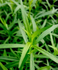 French Tarragon Live Plant – Healthy Herb Starter Plant – 2 to 4 Inch Tall - Image 2