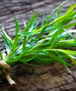 French Tarragon Live Plant – Healthy Herb Starter Plant – 2 to 4 Inch Tall - Image 3