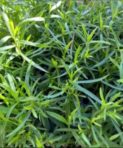French Tarragon Live Plant – Healthy Herb Starter Plant – 2 to 4 Inch Tall - Image 4