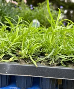 French Tarragon Live Plant – Healthy Herb Starter Plant – 2 to 4 Inch Tall - Image 7