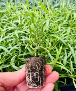 French Tarragon Live Plant – Healthy Herb Starter Plant – 2 to 4 Inch Tall - Image 8