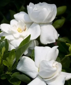 Frostproof Gardenia Live Plant - Cape Jasmine Bush, 2 Starter Plants 5-8