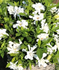 Frostproof Gardenia Live Plant - Cape Jasmine Bush, 2 Starter Plants 5-8