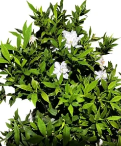 Frostproof Gardenia Live Plant - Cape Jasmine Bush, 2 Starter Plants 5-8