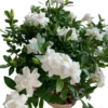 Frostproof Gardenia Live Plant - Cape Jasmine Bush, 2 Starter Plants 5-8" Tall - Image 1