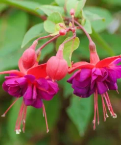 Fuchsia Dollar Princess Plug Live Starter Plant - 1-3 inch Tall - Image 2