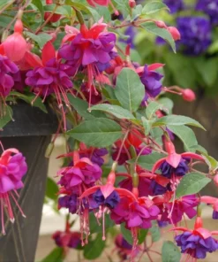 Fuchsia Dollar Princess Plug Live Starter Plant - 1-3 inch Tall - Image 3