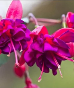 Fuchsia Dollar Princess Plug Live Starter Plant - 1-3 inch Tall - Image 4