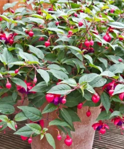 Fuchsia Dollar Princess Plug Live Starter Plant - 1-3 inch Tall - Image 5