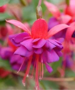 Fuchsia Dollar Princess Plug Live Starter Plant - 1-3 inch Tall - Image 6