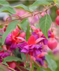 Fuchsia Dollar Princess Plug Live Starter Plant - 1-3 inch Tall - Image 7