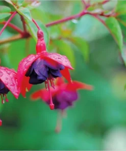 Fuchsia Dollar Princess Plug Live Starter Plant - 1-3 inch Tall - Image 8
