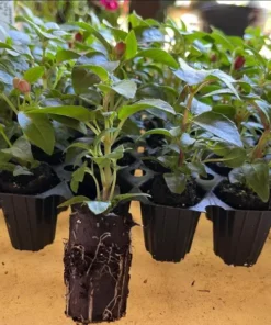 Fuchsia Dollar Princess Plug Live Starter Plant - 1-3 inch Tall - Image 9