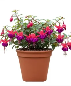 Fuchsia Dollar Princess Plug Live Starter Plant - 1-3 inch Tall - Image 1