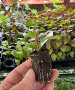 Fuchsia Gartenmeister Live Plant Plug - Starter, Hardy, 1-3