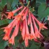 Fuchsia Gartenmeister Live Plant Plug - Starter, Hardy, 1-3" Tall - Image 1