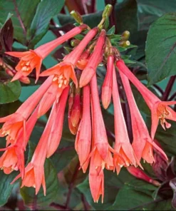 Fuchsia Gartenmeister Live Plant Plug - Starter, Hardy, 1-3" Tall - Image 1