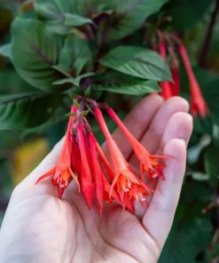 Fuchsia Gartenmeister Live Plant Plug - Starter, Hardy, 1-3