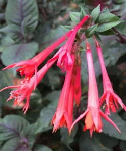 Fuchsia Gartenmeister Live Plant Plug - Starter, Hardy, 1-3