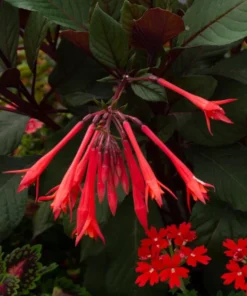 Fuchsia Gartenmeister Live Plant Plug - Starter, Hardy, 1-3
